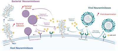 Co-infection of the respiratory epithelium, scene of complex functional interactions between viral, bacterial, and human neuraminidases